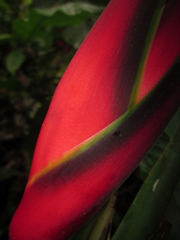 Heliconia orthotricha