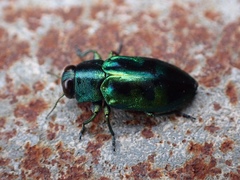 Chrysobothris sauteri
