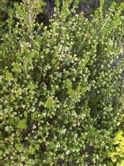 Erica arenaria