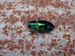 Chrysobothris sauteri