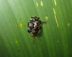 Aslamidium ecuadoricum