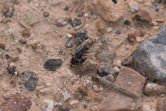 Cicindela schauppii