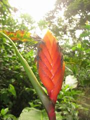 Heliconia episcopalis