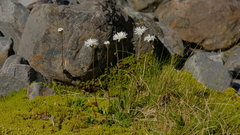 Brachyscome sinclairii