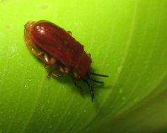 Cephaloleia erichsonii