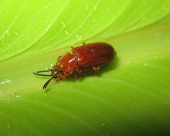 Cephaloleia erichsonii