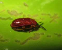 Cephaloleia erichsonii