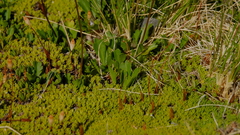 Brachyscome sinclairii