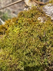 Sciuro-hypnum reflexum