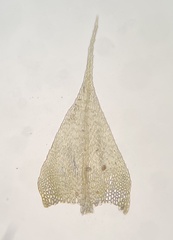 Sciuro-hypnum reflexum