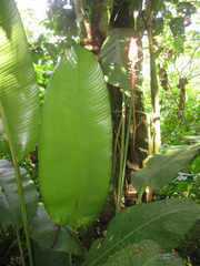 Heliconia episcopalis