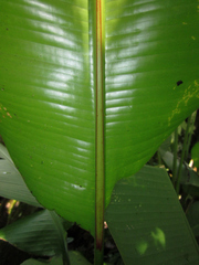 Heliconia episcopalis