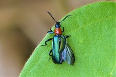 Prionoceridae