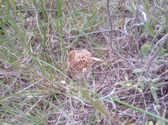 Morchella steppicola
