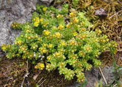 Sedum alpestre