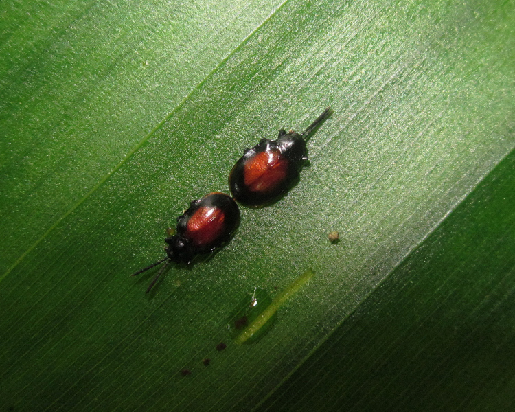 Weiseispa peruana