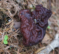 Gyromitra