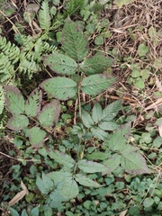 Rubus sumatranus