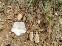 Convolvulus lanuginosus