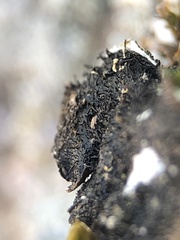 Parmelina pastillifera
