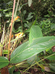 Stromanthe stromanthoides