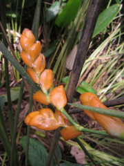 Stromanthe stromanthoides