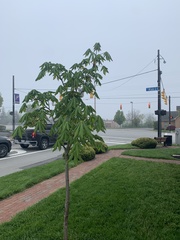 Aesculus glabra glabra