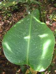 Stromanthe stromanthoides