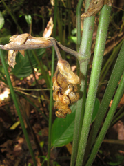 Stromanthe stromanthoides