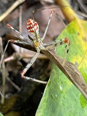 Epidaus sexspinus