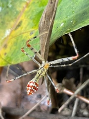 Epidaus sexspinus
