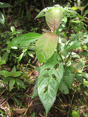 Palicourea caerulea