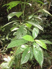 Palicourea caerulea