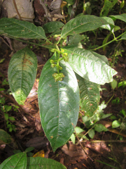Palicourea caerulea