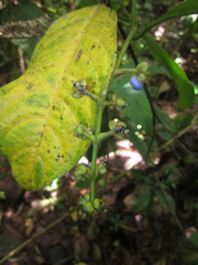 Palicourea caerulea