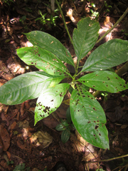 Palicourea caerulea