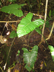 Philodendron deflexum