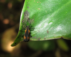 Sceloenopla vitticollis