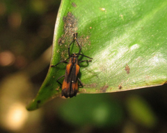 Sceloenopla vitticollis