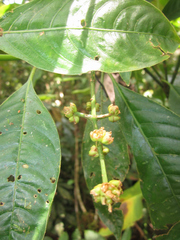Palicourea caerulea