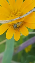 Cryptocephalus rugicollis