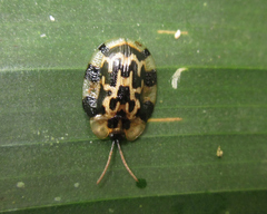 Aslamidium ecuadoricum