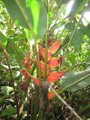 Heliconia stricta