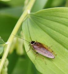 Ectobius sylvestris