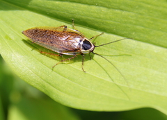 Ectobius sylvestris