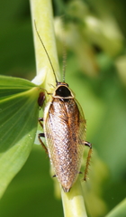 Ectobius sylvestris