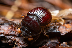 Eucanthus lazarus