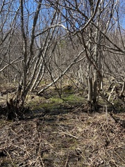 Sciuro-hypnum reflexum