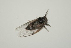 Cicadatra atra