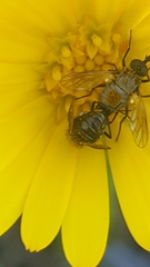 Usia versicolor